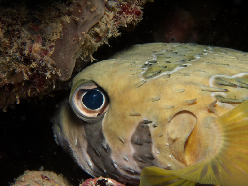 Porcupine puffer fish